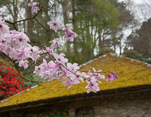 由苔藓屋顶粉红色木兰 stellata 开花 — 图库照片