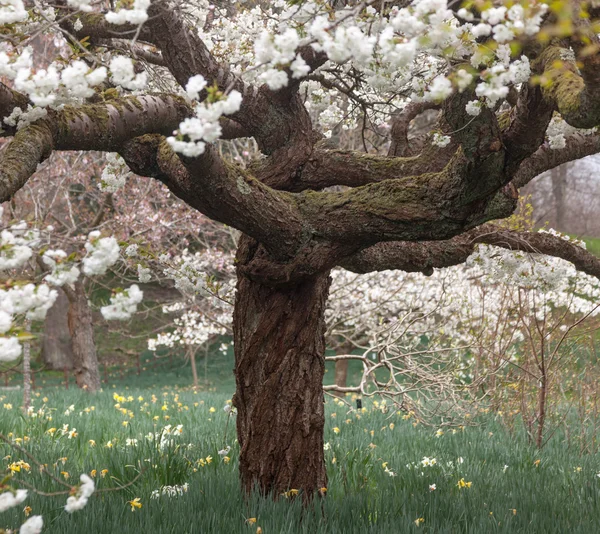 Kersenbloesem bloeit met tuin op achtergrond — Stockfoto