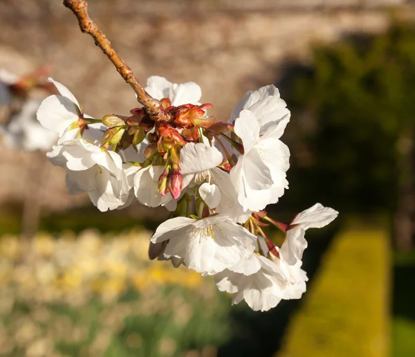 Fiori di ciliegio con giardino sullo sfondo — Foto Stock
