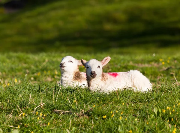 Pair of welsh lambs in meadow — Stock Photo, Image