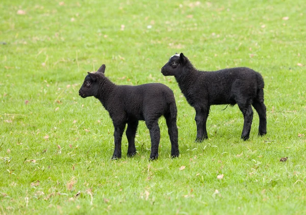 Pair of black welsh lambs in meadow — Stock Photo, Image
