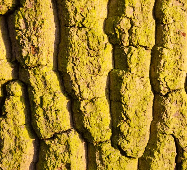 Texture pattern of mossy tree trunk — Stock Photo, Image