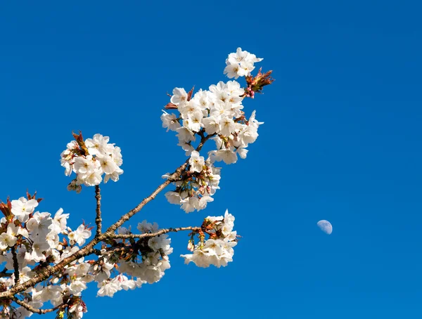 Flores de flor de cerejeira com lua no fundo — Fotografia de Stock