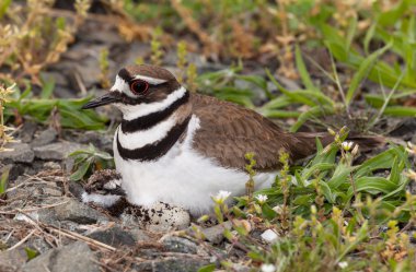 Killdeer bird sitting on nest with young clipart