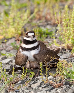 Kildeer'in kuş yuvasını savunan