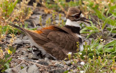 Kildeer'in kuş yuvasına oturma ile