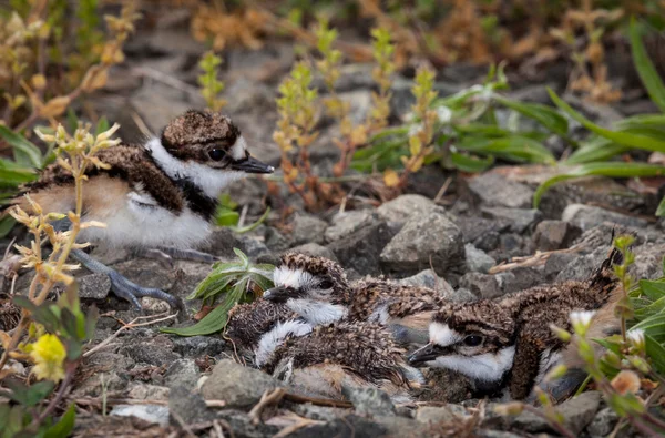 Baby killdeer chick in nest met eieren — Stockfoto