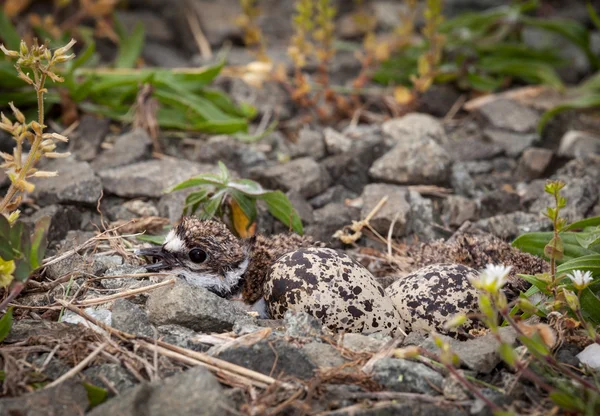 Baby killdeer chick in nest met eieren — Stockfoto