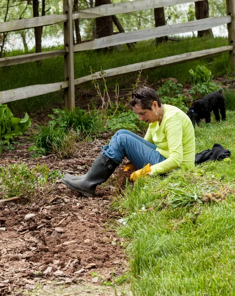 Lady jardinero arrancando malas hierbas en el parterre — Foto de Stock