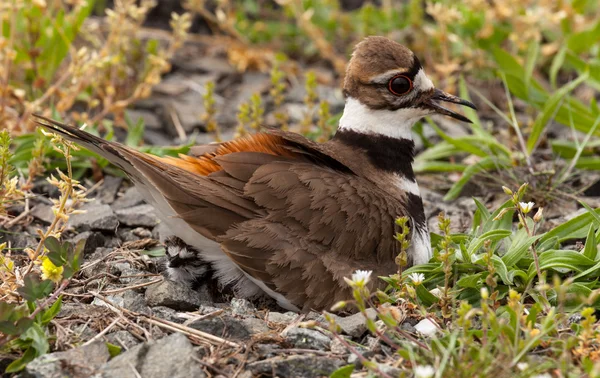 Killdeer vogel zittend op het nest met jonge — Stockfoto