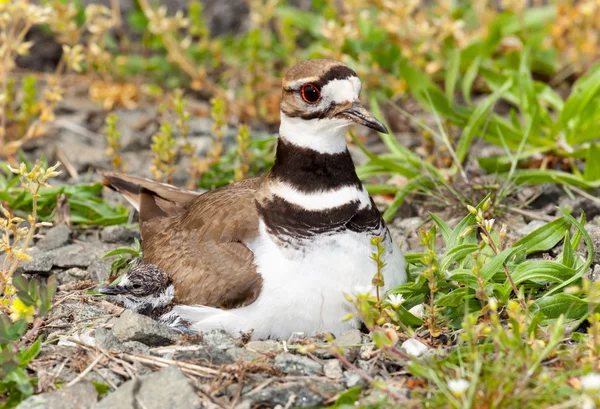 Killdeer bird sitting on nest with young — Stock Photo, Image