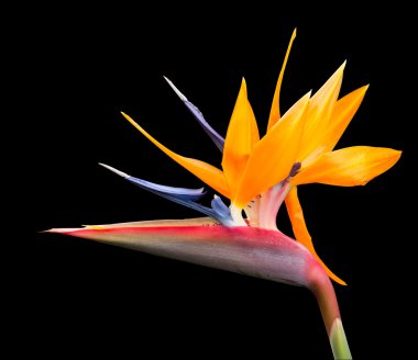 Isolated shot of bird of paradise flower path clipart