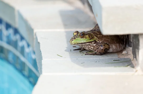 Havuz kenarına çömelmiş kurbağa — Stok fotoğraf