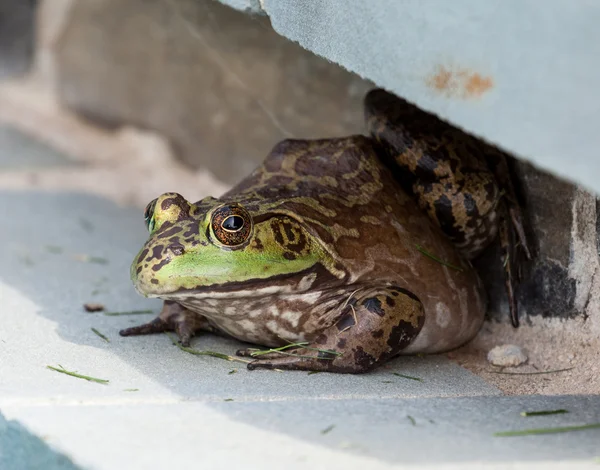 Bullfrog agachándose bajo el borde de la piscina — Foto de Stock