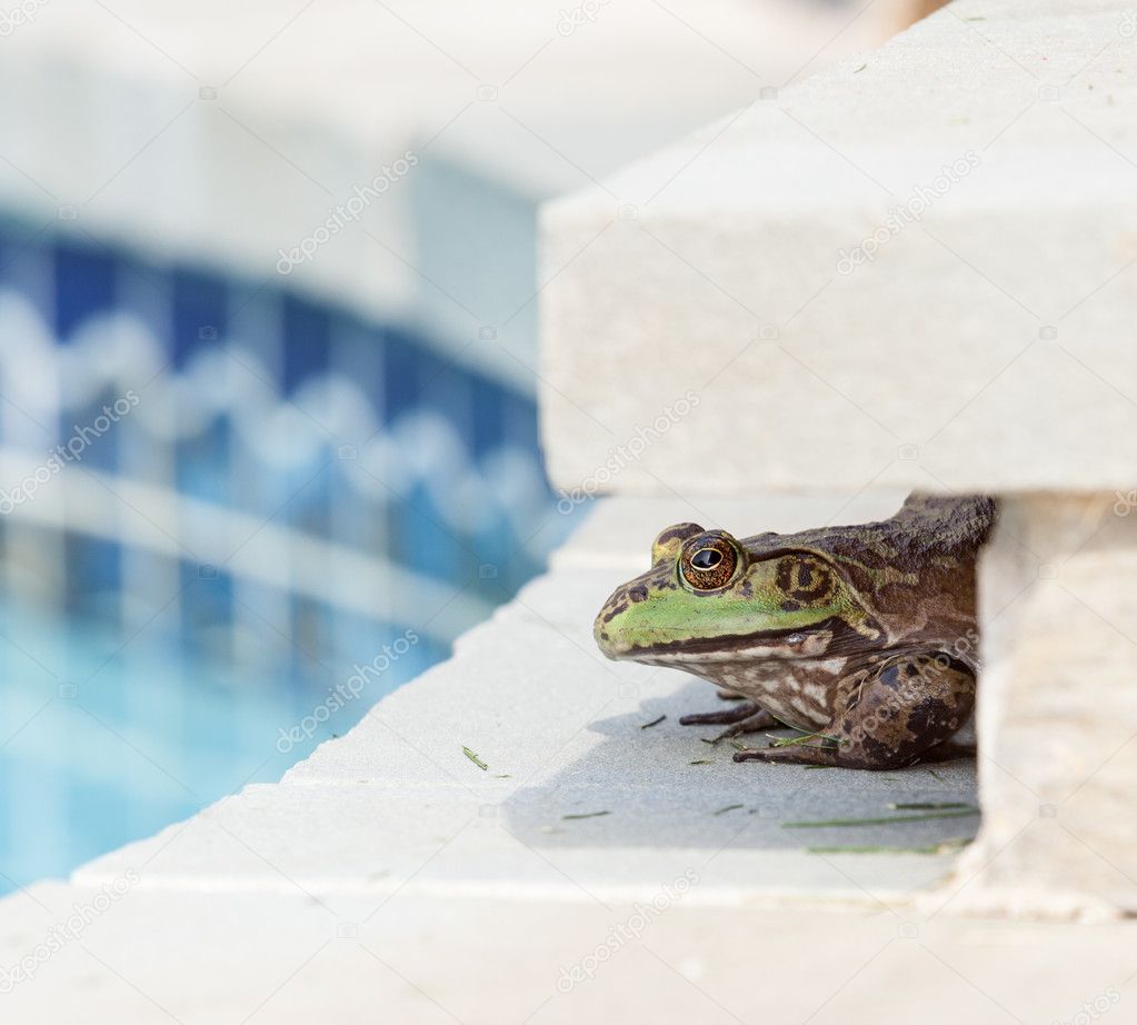 Bullfrog crouching under edge of pool