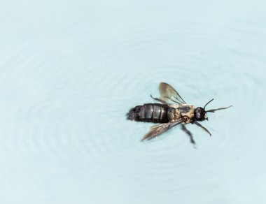 Carpenter bee swimming in pool clipart