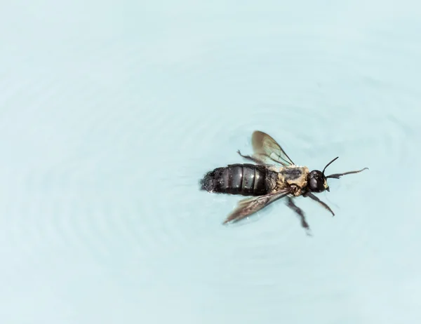 Carpenter bee swimming in pool — Stock Photo, Image