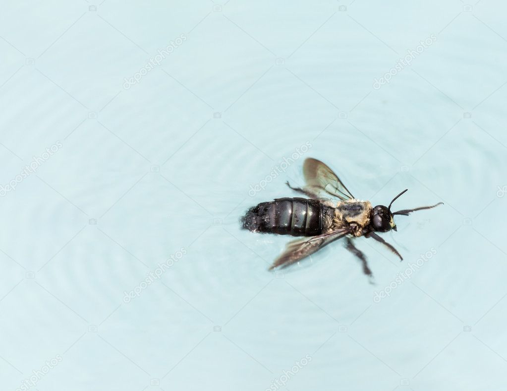 Carpenter bee swimming in pool