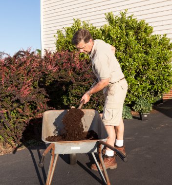 Senior man digging soil in wheelbarrow clipart