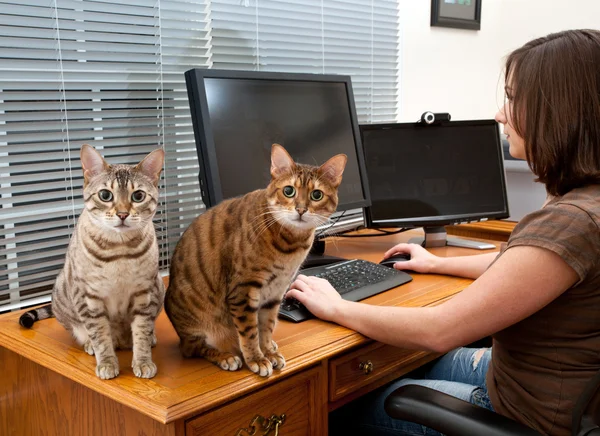 Vrouw en katten op computerbureau — Stockfoto