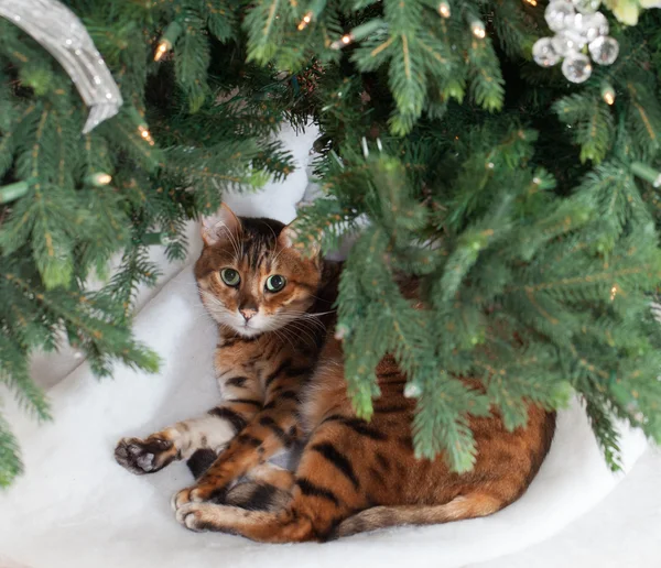 크리스마스 트리 아래 벵갈 고양이 — 스톡 사진