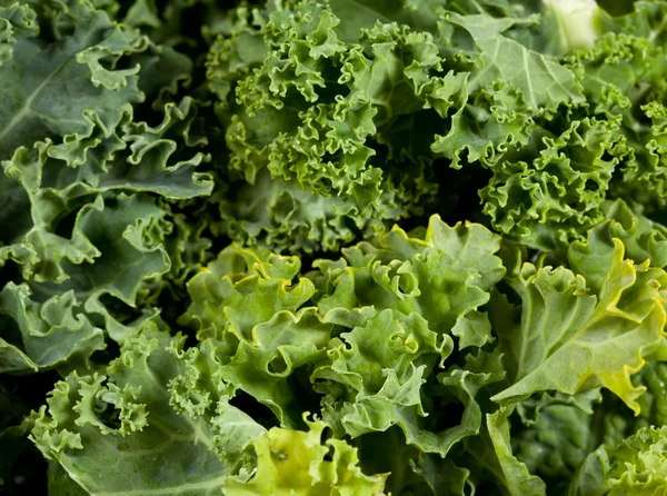 stock image Macro shot of Kale