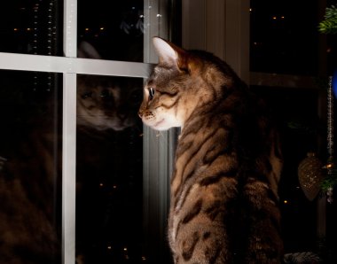 Bengal cat stares outside clipart