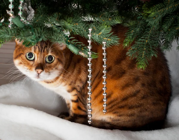 Bengala gato sob árvore de Natal — Fotografia de Stock