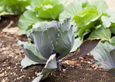 Cabbage in home garden clipart