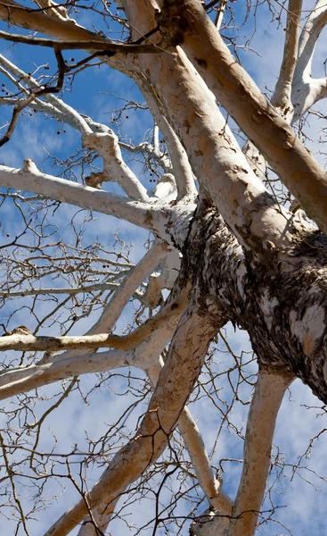 Verticale weergave omhoog berk boom — Stockfoto
