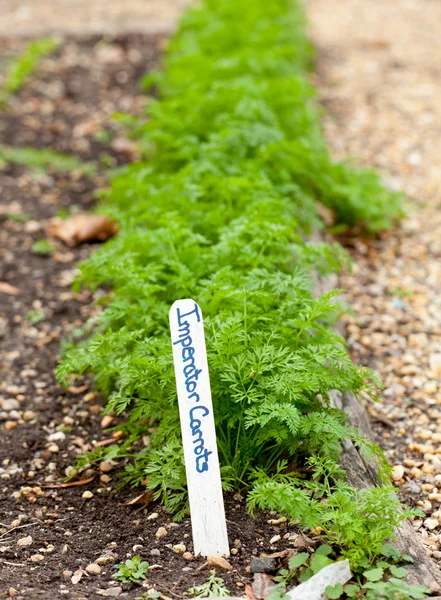 Imperator cenouras em casa jardim — Fotografia de Stock