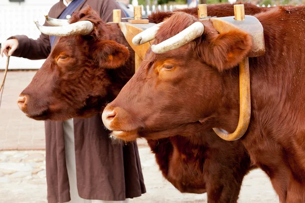 Two oxen in yoke pulling a cart — Stock Photo, Image