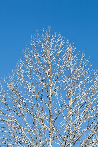 Ramas cubiertas de nieve contra el cielo azul — Foto de Stock