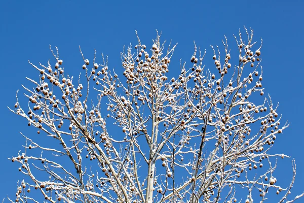 Ramas cubiertas de nieve contra el cielo azul —  Fotos de Stock