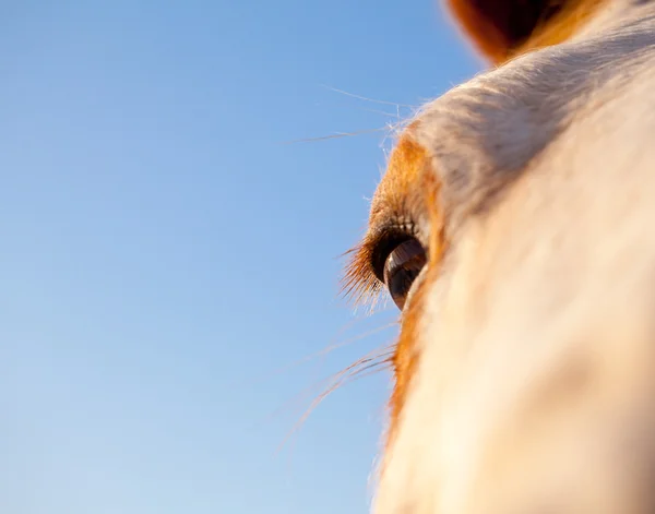 Nahaufnahme eines Pferdeauges vor blauem Himmel — Stockfoto