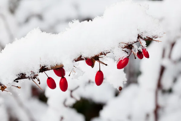 Snow falling on berberis berries — Stock Photo, Image