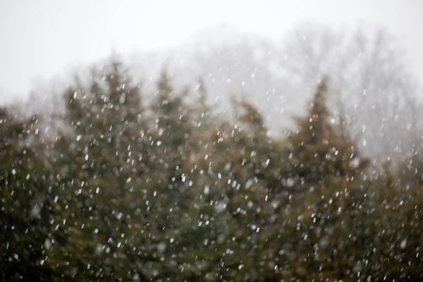 Snow falling in front of fir trees — Stock Photo, Image