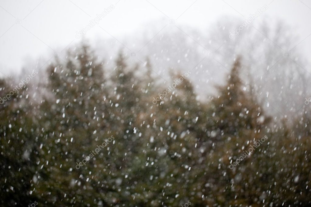 Snow falling in front of fir trees