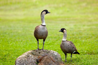 Pair of nene geese clipart