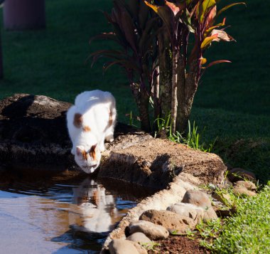 Cat drinking from pool in garden clipart