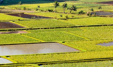 Hanalei Valley in Kauai clipart