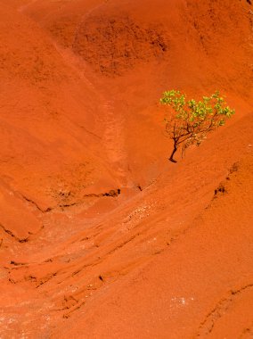 Single bush in dry red rocks clipart