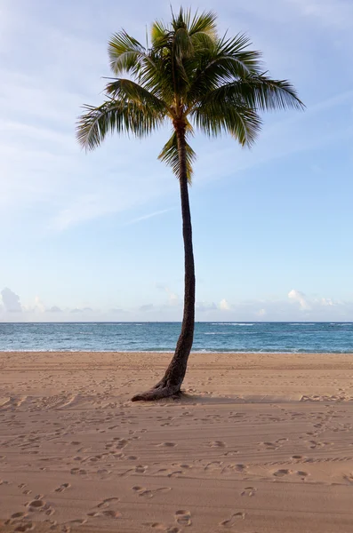 Waikiki şafakta palmiye ağaçları — Stok fotoğraf
