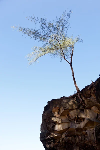 Çorak cliff yüzünde tıraşlama ağaç — Stok fotoğraf