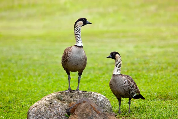 Pair of nene geese — Stock Photo, Image