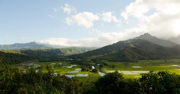 Panorama del valle de Hanalei en Kauai —  Fotos de Stock