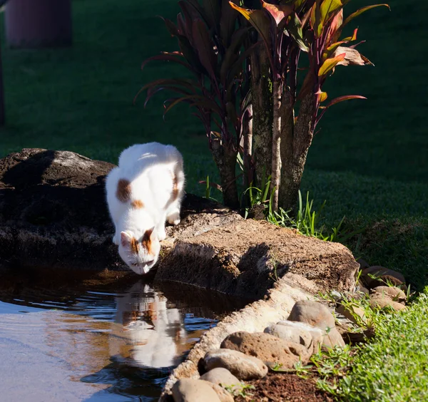 Кошка пьет из бассейна в саду — стоковое фото
