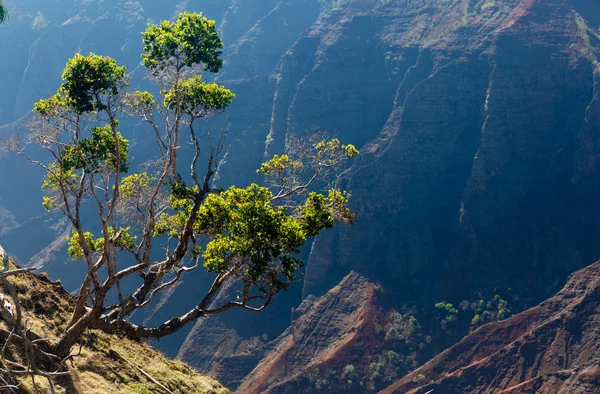 Waimea Canyon su Kauai — Foto Stock