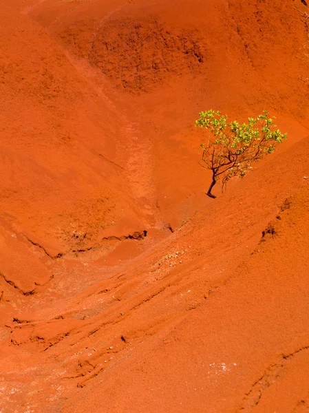 Einzelner Strauch in trockenen roten Felsen — Stockfoto