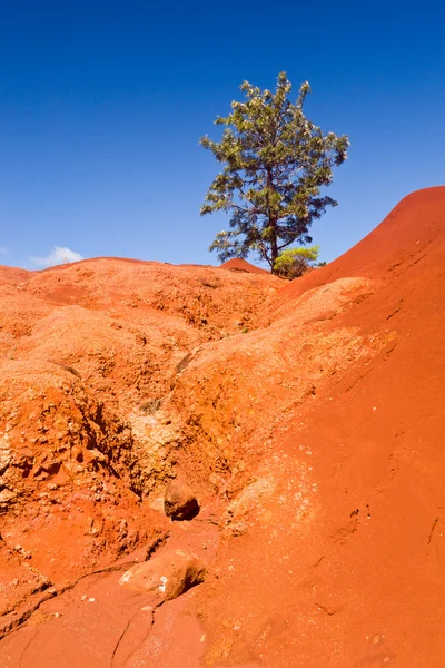 Ενιαίο θάμνο στην ξηρά κόκκινα βράχια — Φωτογραφία Αρχείου